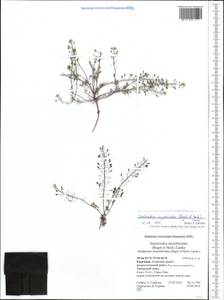 Smelowskia sisymbrioides Lipsky ex Paulsen, Middle Asia, Pamir & Pamiro-Alai (M2) (Kyrgyzstan)