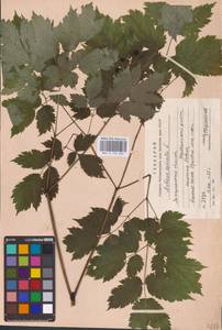 Actaea spicata L., Eastern Europe (no precise locality) (E0)