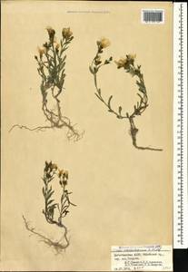 Linum mucronatum subsp. armenum (Bordzil.) P. H. Davis, Caucasus, Dagestan (K2) (Russia)