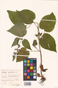 MHA 0 156 060, Stachys sylvatica L., Eastern Europe, Central forest-and-steppe region (E6) (Russia)