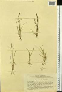 Phippsia concinna (Th.Fr.) Lindeb., Siberia, Yakutia (S5) (Russia)