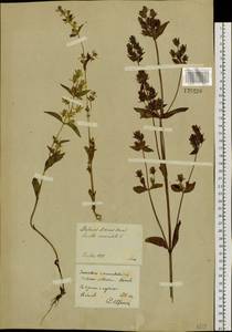 Halenia corniculata (L.) Cornaz, Siberia, Baikal & Transbaikal region (S4) (Russia)