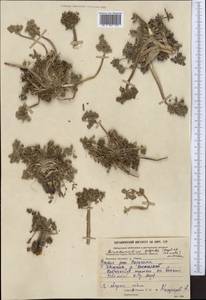 Dimorphosciadium gayoides (Regel & Schmalh.) Pimenov, Middle Asia, Northern & Central Tian Shan (M4) (Kyrgyzstan)