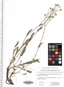 Tanacetum kittaryanum subsp. sclerophyllum (Krasch.) Tzvelev, Eastern Europe, Middle Volga region (E8) (Russia)