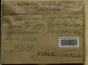 Orthodicranum montanum (Hedw.) Loeske, Bryophytes, Bryophytes - Permsky Krai, Udmurt Republic, Sverdlovsk & Kirov Oblasts (B8) (Russia)
