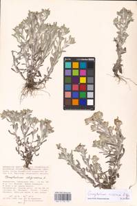 Gnaphalium rossicum Kirp., Middle Asia, Caspian Ustyurt & Northern Aralia (M8) (Kazakhstan)