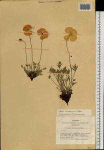 Papaver canescens Tolm., Siberia, Altai & Sayany Mountains (S2) (Russia)