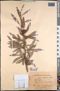 Pyrus salicifolia Pall., Caucasus, North Ossetia, Ingushetia & Chechnya (K1c) (Russia)