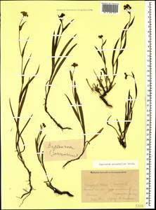 Bupleurum polyphyllum Ledeb., Caucasus, Krasnodar Krai & Adygea (K1a) (Russia)