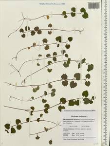 Glechoma hederacea L., Eastern Europe, Northern region (E1) (Russia)