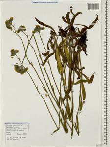 Pilosella cymosa subsp. cymosa, Caucasus, Stavropol Krai, Karachay-Cherkessia & Kabardino-Balkaria (K1b) (Russia)