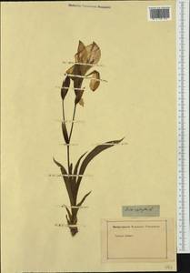 Iris aphylla L., Western Europe (EUR) (Not classified)