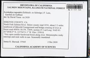 Lewinskya rupestris (Schleich. ex Schwägr.) F. Lara, Garilleti & Goffinet, Bryophytes, Bryophytes - America (BAm) (United States)