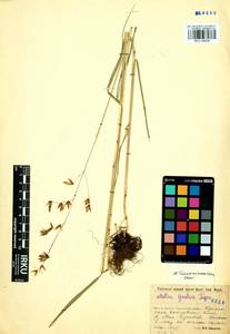 Melica turczaninowiana Ohwi, Siberia, Baikal & Transbaikal region (S4) (Russia)