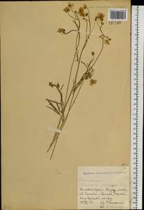 Ranunculus, Siberia, Russian Far East (S6) (Russia)