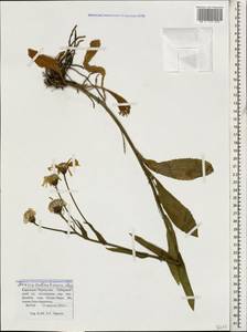 Senecio kolenatianus C. A. Mey., Caucasus, Stavropol Krai, Karachay-Cherkessia & Kabardino-Balkaria (K1b) (Russia)