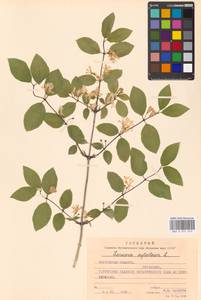 Lonicera xylosteum L., Eastern Europe, Moscow region (E4a) (Russia)