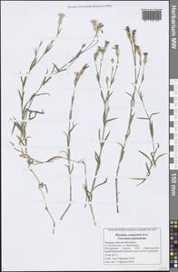 Dianthus campestris M. Bieb., Eastern Europe, Middle Volga region (E8) (Russia)