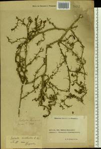 Salsola tragus L., Eastern Europe, Rostov Oblast (E12a) (Russia)