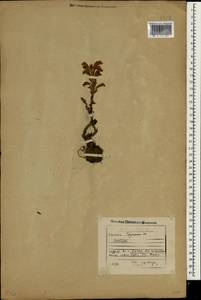 Orobanche, Caucasus, Georgia (K4) (Georgia)