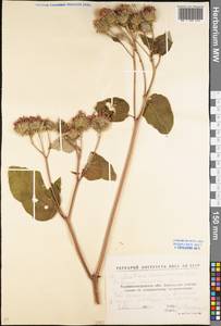 Arctium tomentosum Mill., Eastern Europe, North Ukrainian region (E11) (Ukraine)