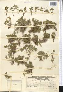 Parietaria judaica L., Middle Asia, Western Tian Shan & Karatau (M3) (Kazakhstan)
