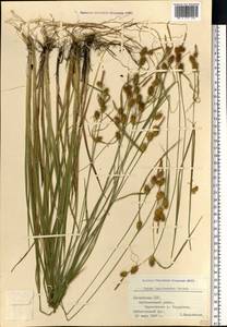 Carex lepidocarpa Tausch, Eastern Europe, Latvia (E2b) (Latvia)