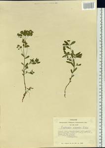 Euphorbia esula subsp. esula, Siberia, Altai & Sayany Mountains (S2) (Russia)