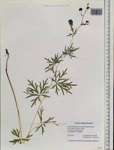 Aconitum ambiguum Rchb., Siberia, Baikal & Transbaikal region (S4) (Russia)