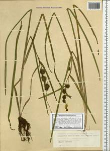 Sparganium emersum Rehmann, Siberia, Western Siberia (S1) (Russia)