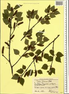 Betula pubescens var. litwinowii (Doluch.) Ashburner & McAll., Caucasus, Stavropol Krai, Karachay-Cherkessia & Kabardino-Balkaria (K1b) (Russia)