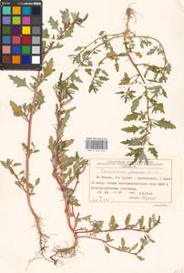 Oxybasis glauca (L.) S. Fuentes, Uotila & Borsch, Eastern Europe, Moscow region (E4a) (Russia)