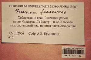 MW 9 111 123, Dicranum fuscescens Turner, Bryophytes, Bryophytes - Russian Far East (excl. Chukotka & Kamchatka) (B20) (Russia)