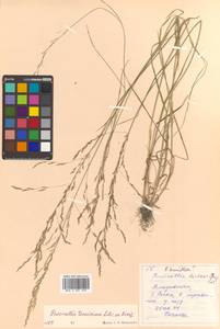 Puccinellia tenuissima (Litv. ex V.I.Krecz.) Pavlov, Siberia, Russian Far East (S6) (Russia)