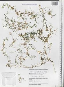 Stellaria longifolia (Regel) Muhl. ex Willd., Eastern Europe, Northern region (E1) (Russia)
