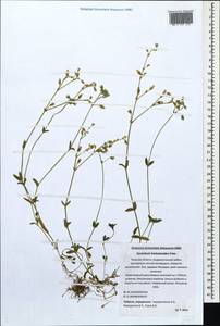 Cerastium holosteoides Fries emend. Hyl., Eastern Europe, North-Western region (E2) (Russia)