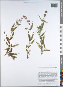 Stachys riederi Cham., Mongolia (MONG) (Mongolia)