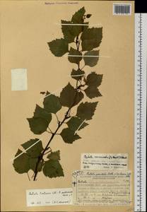 Betula litwinowii Doluch., Siberia, Central Siberia (S3) (Russia)