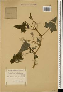 Ecballium elaterium, Caucasus, Azerbaijan (K6) (Azerbaijan)