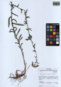 Achillea impatiens L., Siberia, Altai & Sayany Mountains (S2) (Russia)