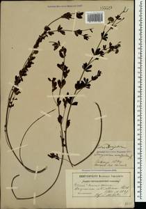 Lotus herbaceus (Vill.) Jauzein, Crimea (KRYM) (Russia)