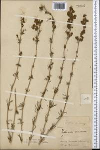 Galium verum subsp. verum, Middle Asia, Northern & Central Kazakhstan (M10) (Kazakhstan)