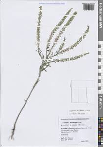 Lepidium densiflorum Schrad., Siberia, Baikal & Transbaikal region (S4) (Russia)