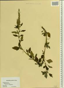 Amaranthus powellii S. Watson, Eastern Europe, Central forest-and-steppe region (E6) (Russia)