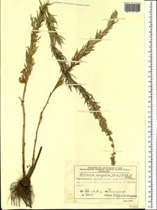 Artemisia mongolica (Fisch. ex Besser) Nakai, Siberia, Central Siberia (S3) (Russia)