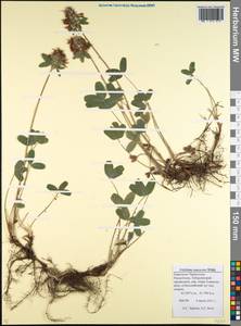 Trifolium canescens Willd., Caucasus, Stavropol Krai, Karachay-Cherkessia & Kabardino-Balkaria (K1b) (Russia)