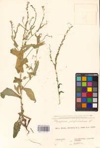 Myagrum perfoliatum L., Eastern Europe, North Ukrainian region (E11) (Ukraine)