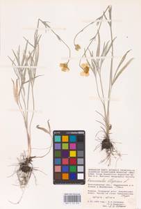 Ranunculus illyricus L., Eastern Europe, Lower Volga region (E9) (Russia)
