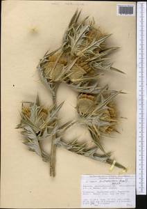 Cirsium turkestanicum (Regel) Petr., Middle Asia, Northern & Central Tian Shan (M4) (Kyrgyzstan)