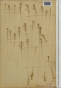 Corispermum hyssopifolium L., Eastern Europe, Moscow region (E4a) (Russia)